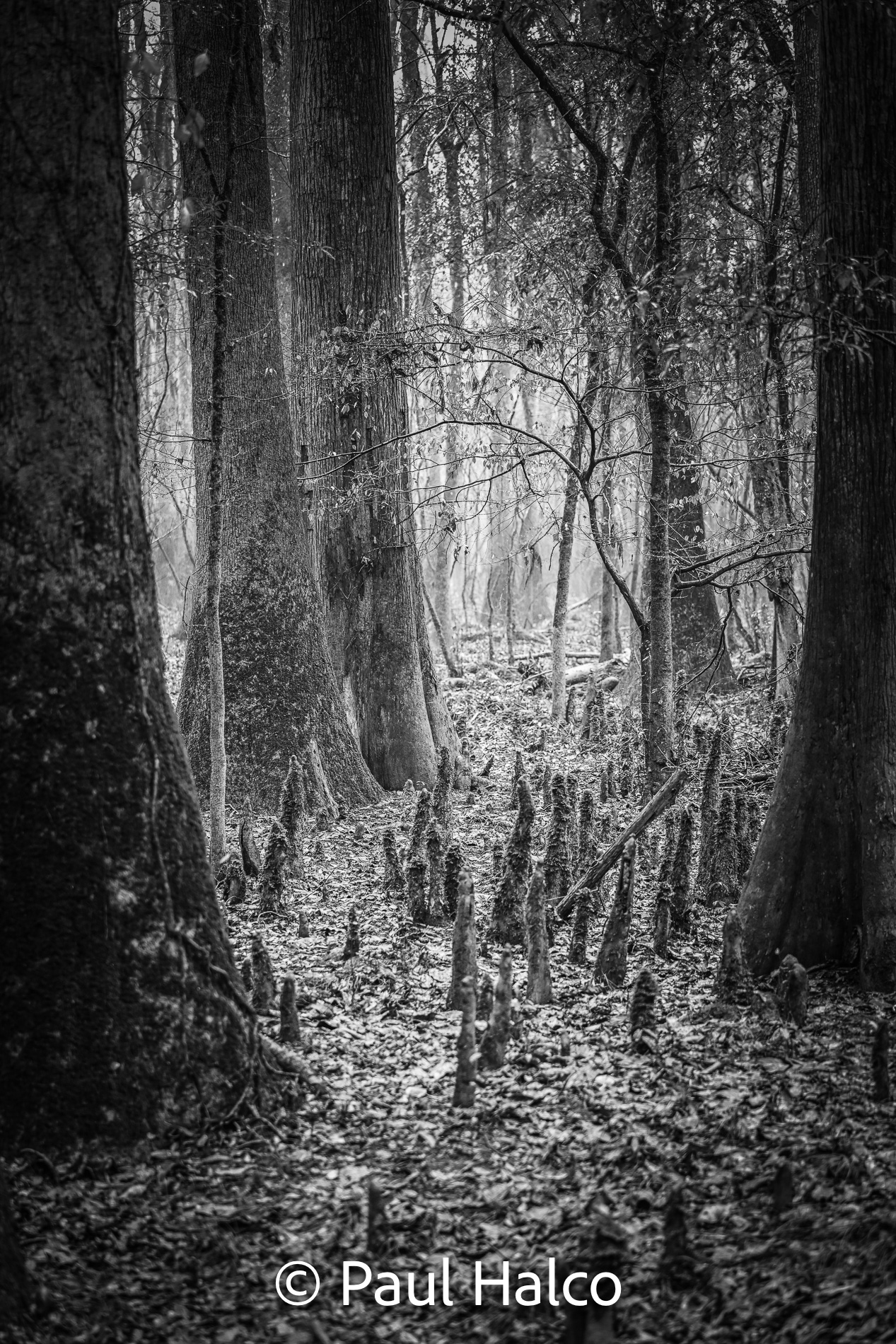 Paul Halco - Congaree NP-5